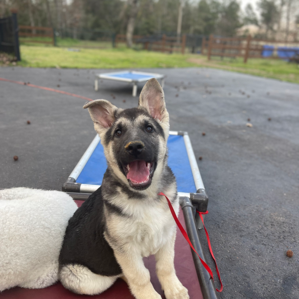 Puptown Houston Dog Training