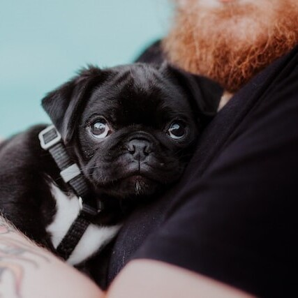 Pet Breeder Companies