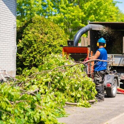 Palmetto Tree Service LFL