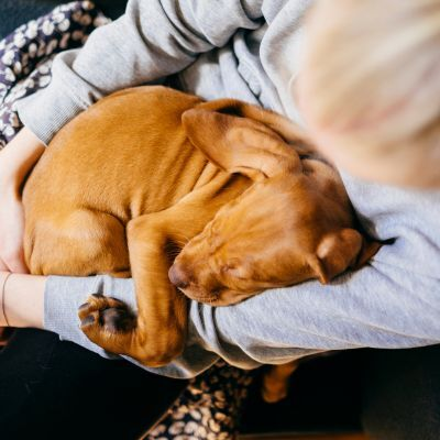 Emotional Support Animal Letter Florida
