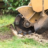 Earl's Oak Ridge Tree Service