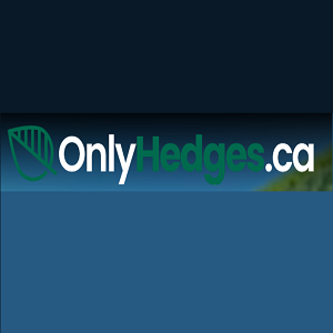 Ottawa hedge trimming