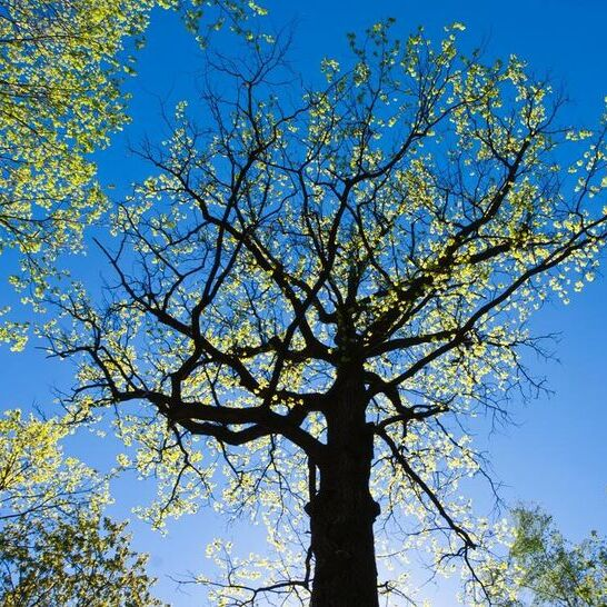 trees services near me parramatta