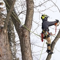 Bonita Springs Tree Service