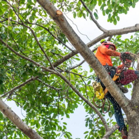 Newcastle Tree Service LLC