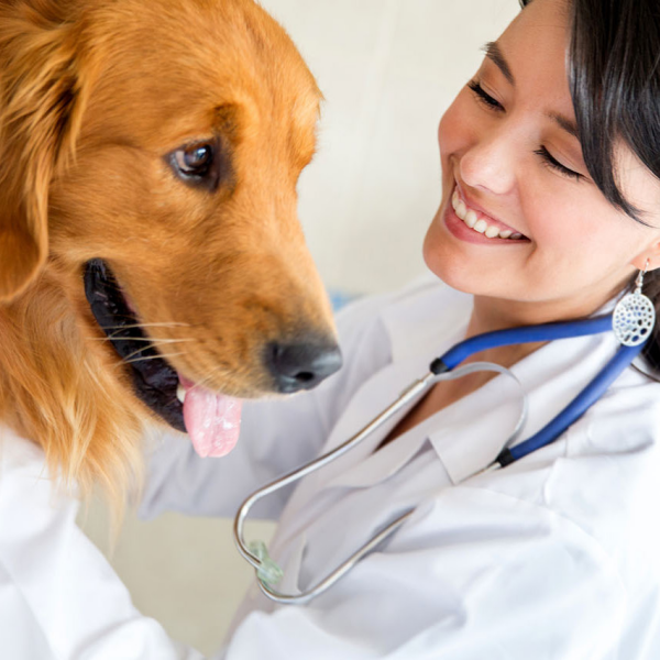 Northgate Animal Hospital