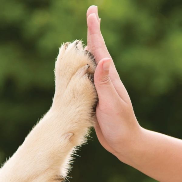 Healing Hands Veterinary Acupuncture