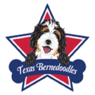 Tx Bernedoodles