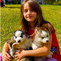 Siberian Huskies Puppies Golden Retrievers
