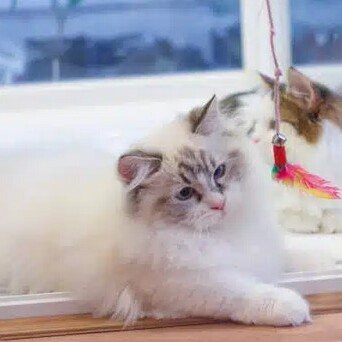 Munchkin Kittens