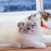 Munchkin Kittens
