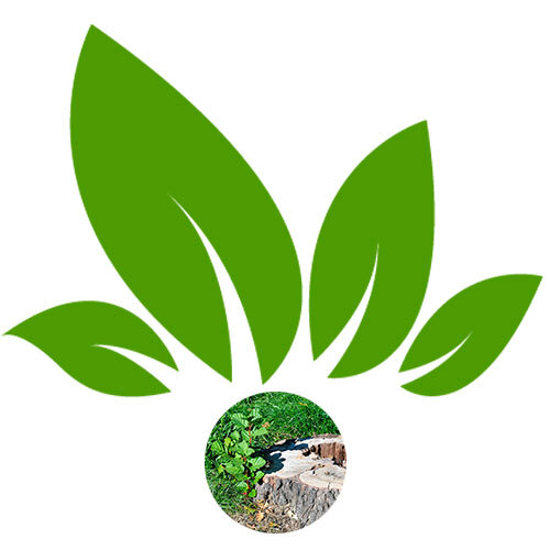 Tree Service Expert