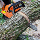 Ann Arbor Tree Service