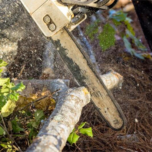 Grand Rapids Tree Service