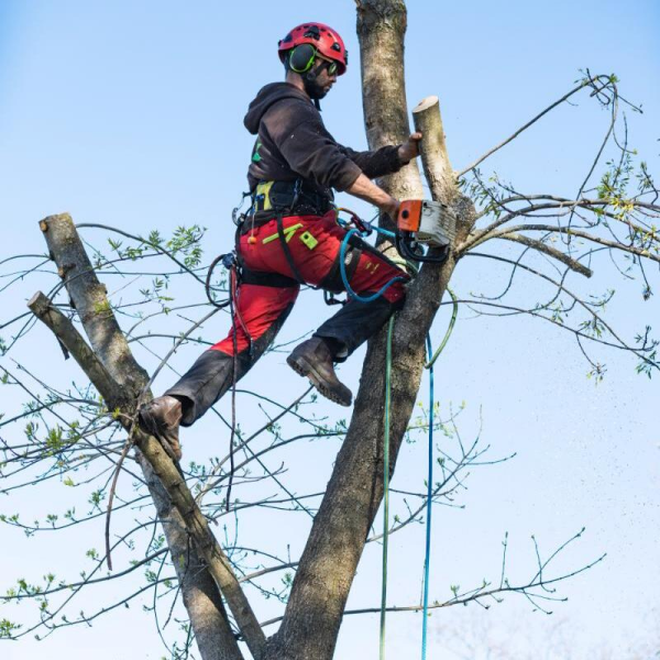 Kansas City Tree Service