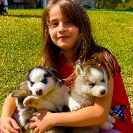 Siberian Huskies Puppies Golden Retrievers