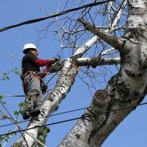 Tree Removal Long Island