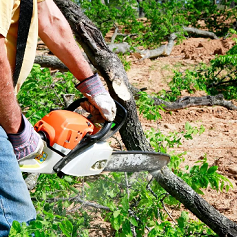 Chesterland Tree Service