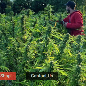 Fastcannabisweed
