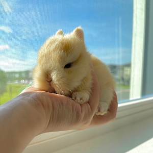 Fluffy Bunny Rabbitry