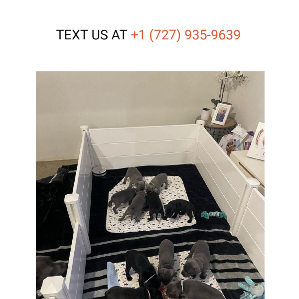 english blue staffy puppy