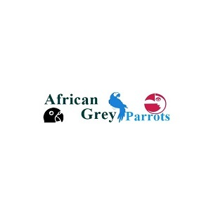 African Grey Parrots