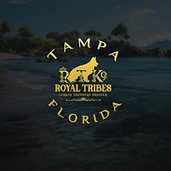 Royal Tribes K9 | German Shepherd Breeder | Tampa, Florida