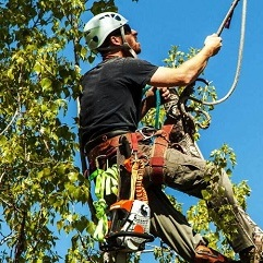 Carol Chevelon Lawn & Tree Service