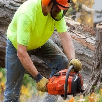 Tree Service in Venice