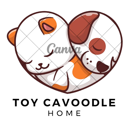 Toy Cavoodle Home