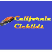 CaliforniaCichlids.com