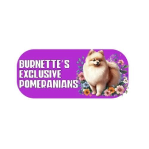 Burnette’s Exclusive Pomeranians