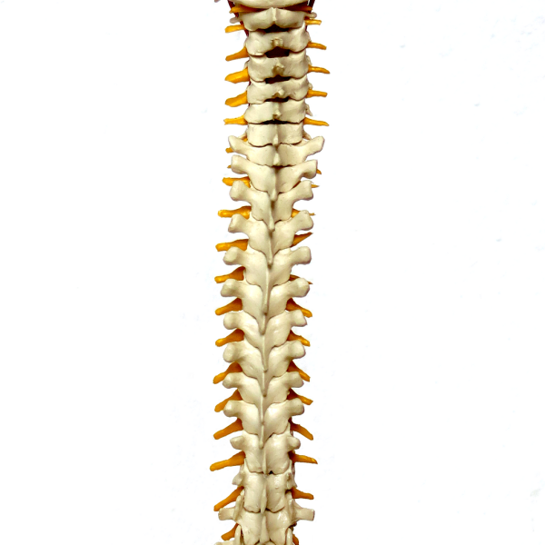 Endoscopic spine surgery Arizona