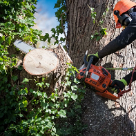 Warren Tree Service Co.