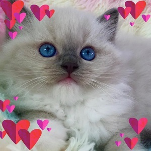 Emzdollz Ragdolls & Scottish Folds