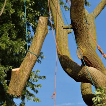Castro Valley Tree Service