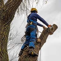 Pearl River Tree Service