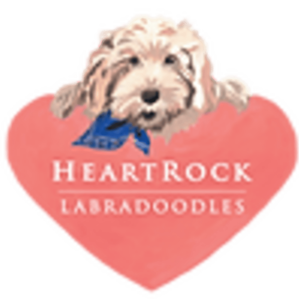 HeartRock Labradoodles