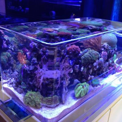 Fish tank maintenance