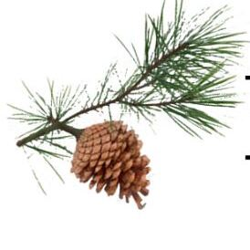 Pine Point Medical