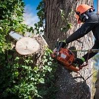 Columbia Tree Care Services