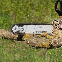 Fridley Tree Services