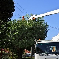 Linden Tree Services