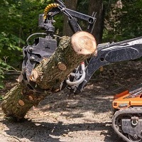 Tree Services Westfield
