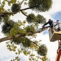 Greenville Tree Care Services