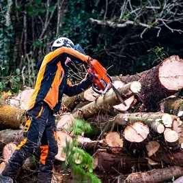 Shady Shelton Tree Service
