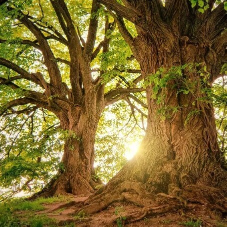 Atherton Tree Services