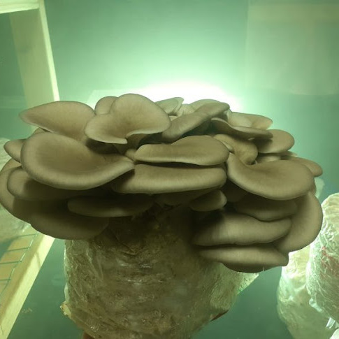 Irish Gourmet Mushrooms