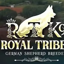 Royal Tribes K9