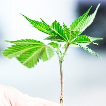 Order Clones Online by The Clone Conservatory